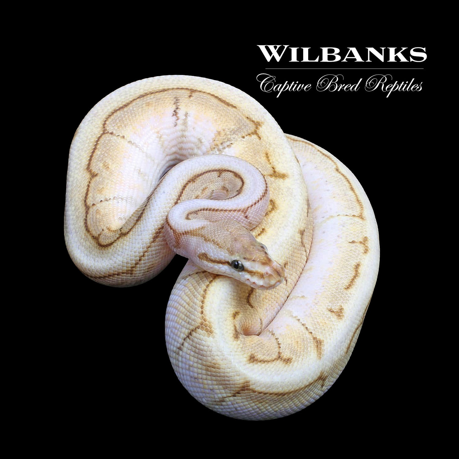 Butter Spinner Ball Python by Wilbanks Captive Bred Reptiles - MorphMarket