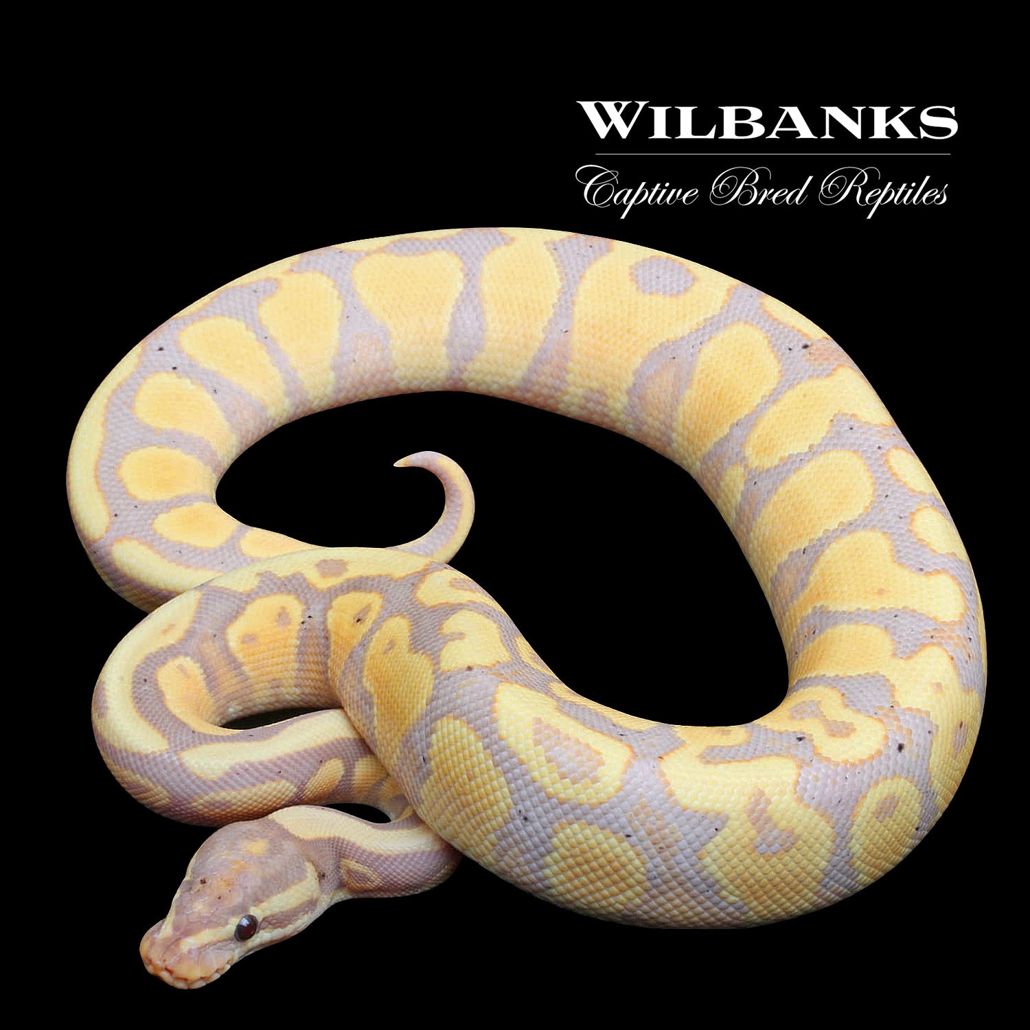 Banana Yellow Belly Ball Python by Wilbanks Captive Bred Reptiles