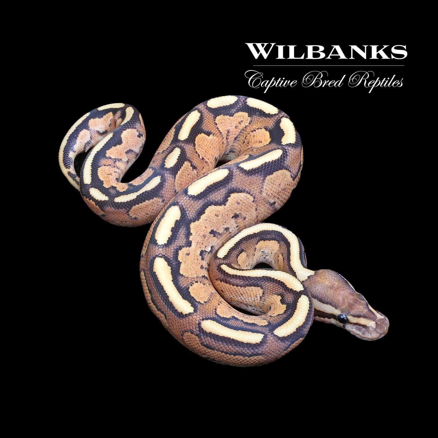 Fire Cinnamon Yellow Belly Ball Python by Wilbanks Captive Bred
