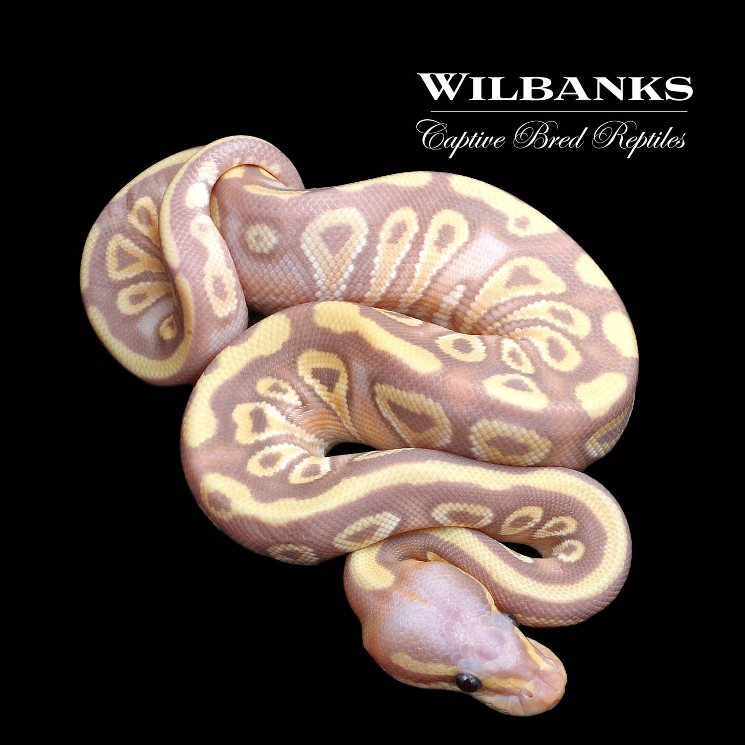 Banana Mojave Ball Python by Wilbanks Captive Bred Reptiles MorphMarket