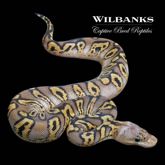 killer clown ball python animal facts - python regius... GHI Killer Clown Ball Python by Wilbanks Captive Bred Reptiles