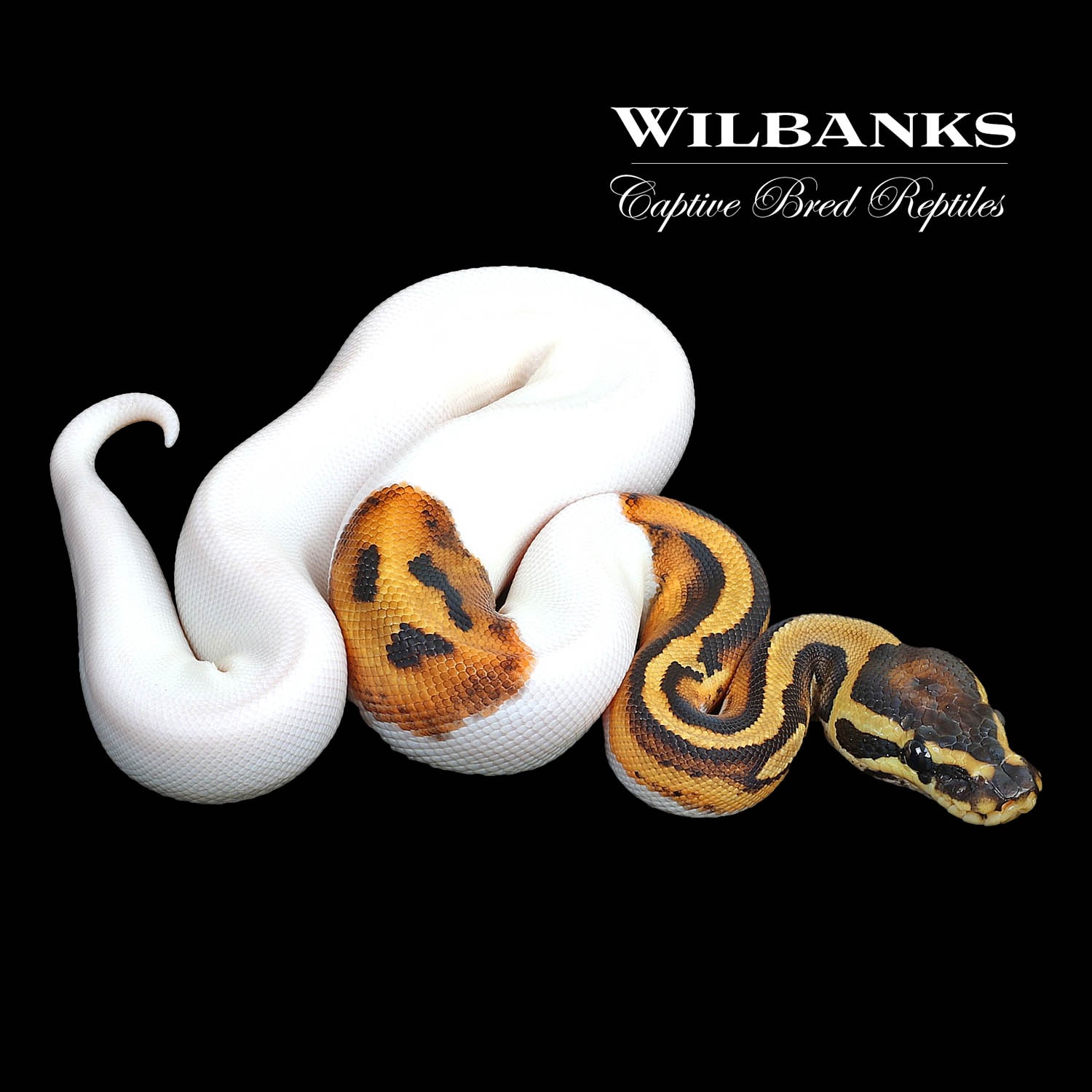 Piebald (Smiley Face) Ball Python by Wilbanks Captive Bred Reptiles ...