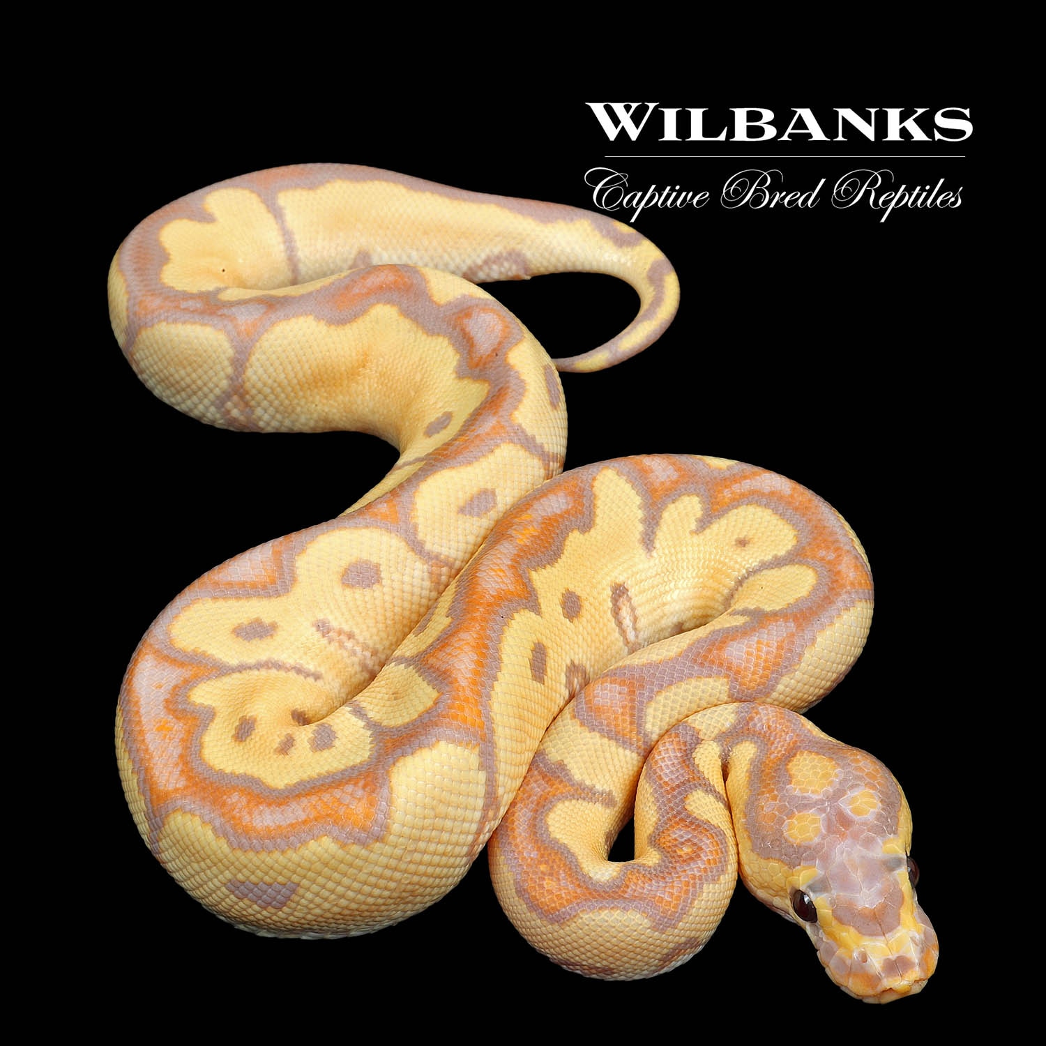 Banana Clown Ball Python by Wilbanks Captive Bred Reptiles MorphMarket