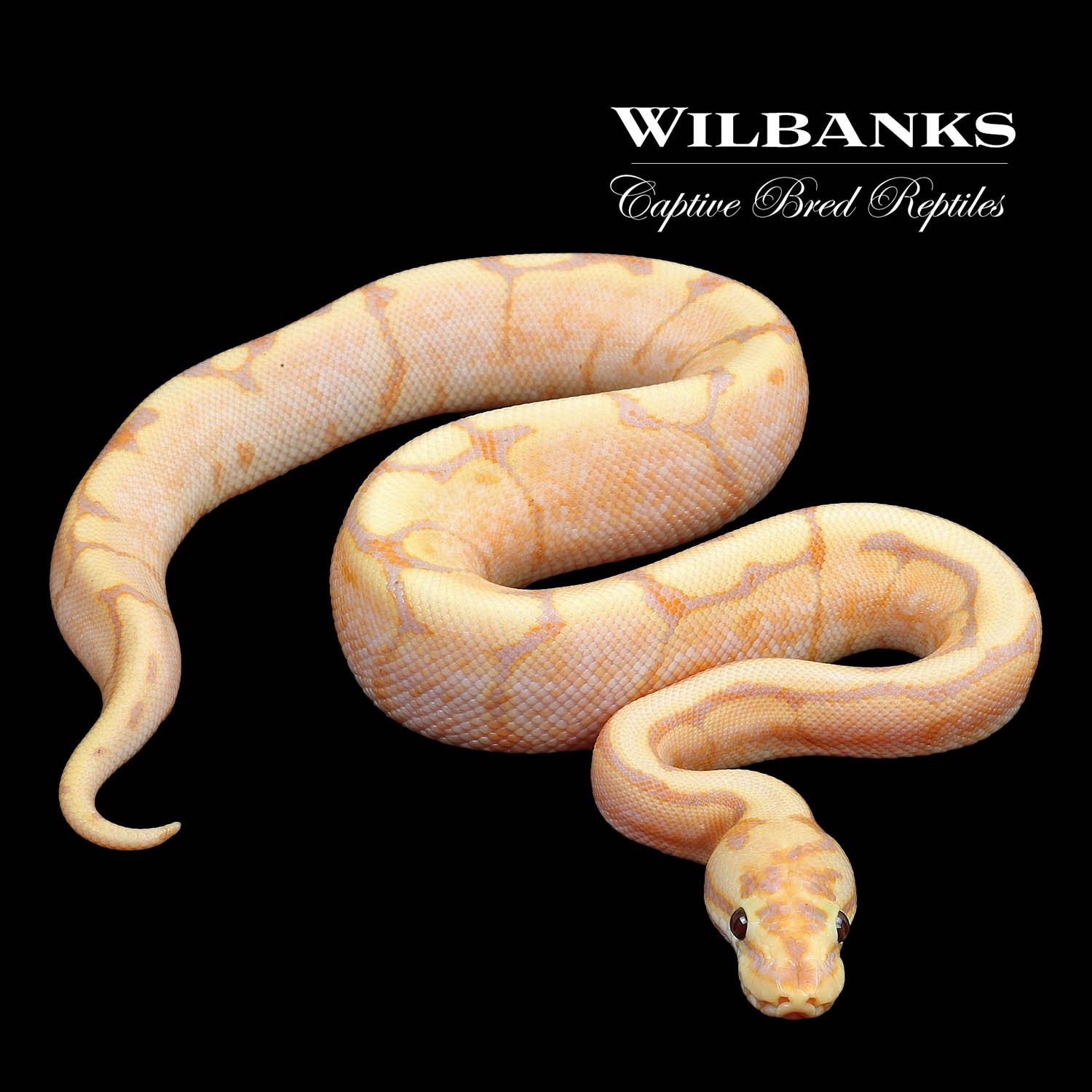 Banana Fire Yellow Belly Spider Ball Python by Wilbanks Captive Bred