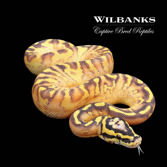 Pastel Enchi Freeway Ball Python by Wilbanks Captive Bred Reptiles