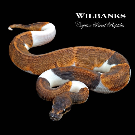 Suma Piebald Ball Python by Wilbanks Captive Bred Reptiles