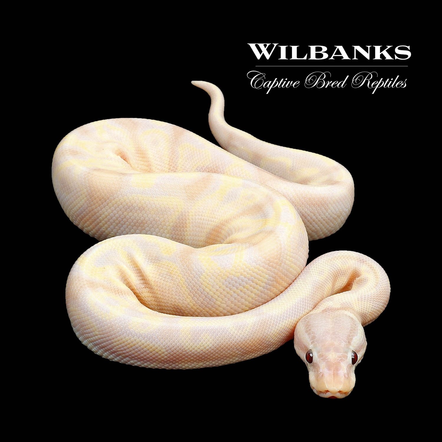 Super Banana Pastel 100% Het. Piebald Ball Python by Wilbanks Captive ...