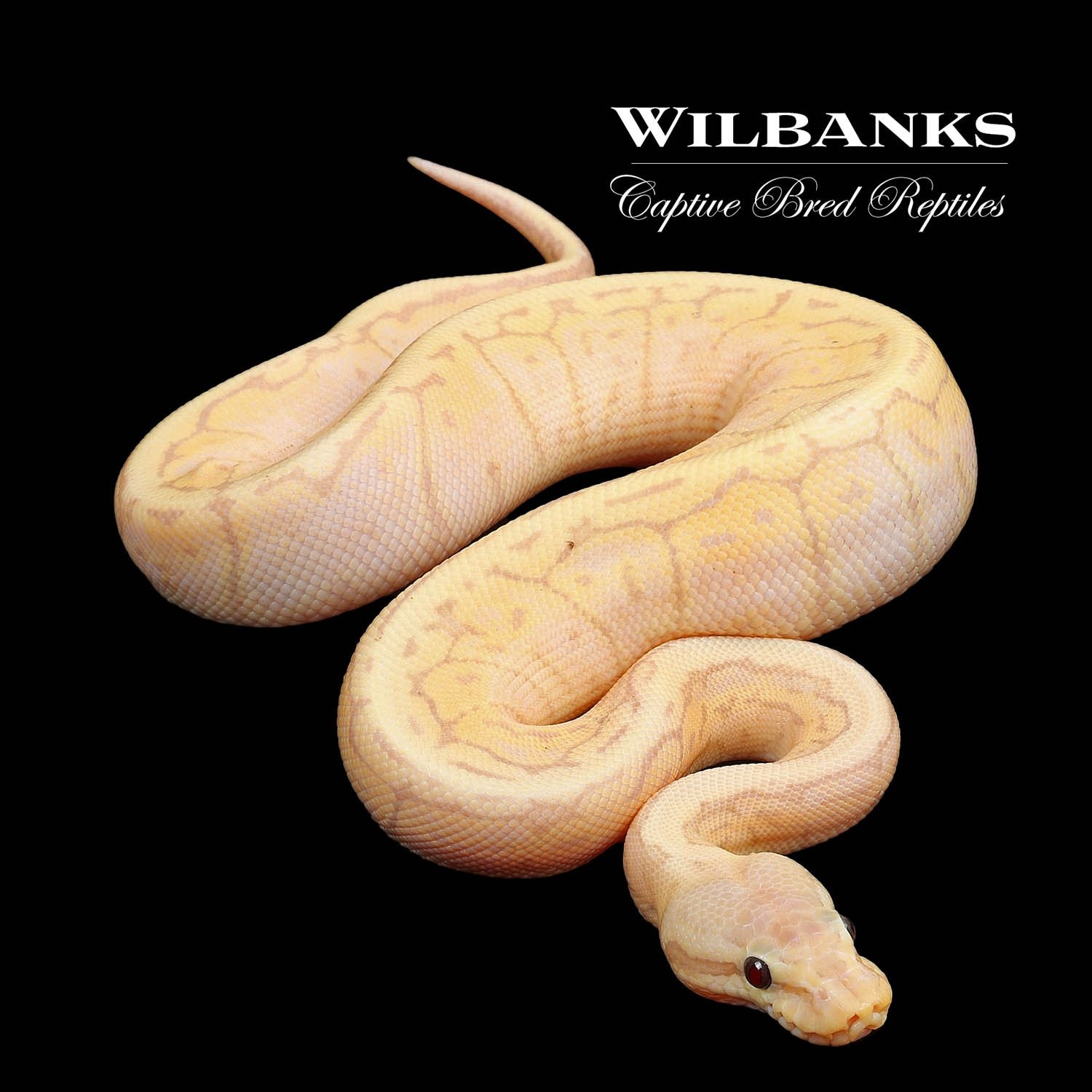 Banana Lemon Blast Ball Python by Wilbanks Captive Bred Reptiles