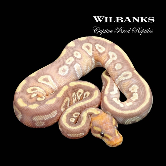 Banana Mojave Yellow Belly Ball Python by Wilbanks Captive Bred