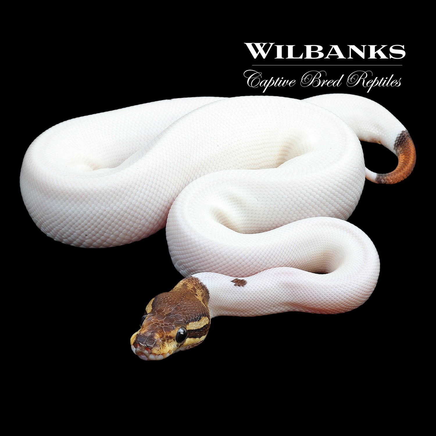 Cinnamon Piebald Ball Python by Wilbanks Captive Bred Reptiles ...