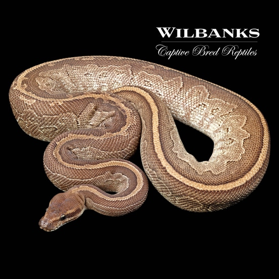 Blackhead Jigsaw Ball Python by Wilbanks Captive Bred Reptiles