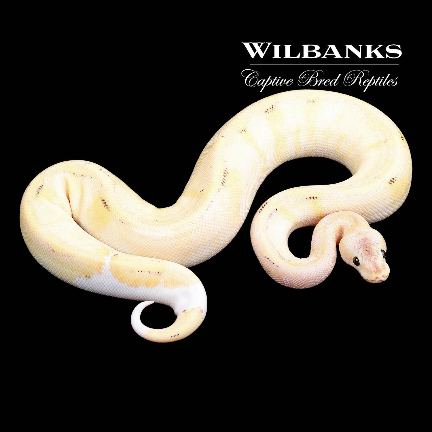 Pastel Enchi Champagne Ball Python by Wilbanks Captive Bred Reptiles