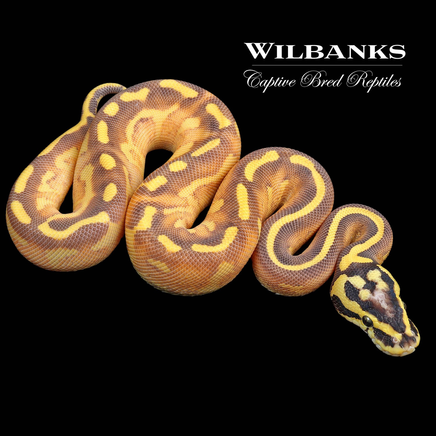 Orange Dream Pastel Enchi Freeway Ball Python by Wilbanks Captive Bred
