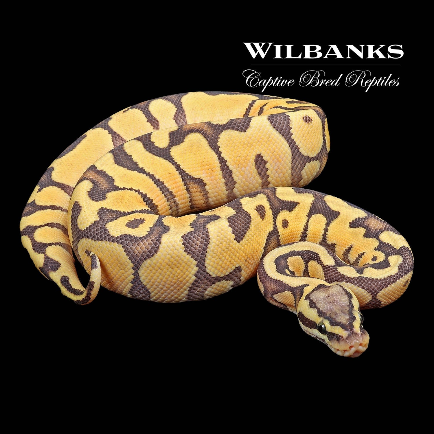 Pastel Enchi Ghost Ball Python by Wilbanks Captive Bred Reptiles