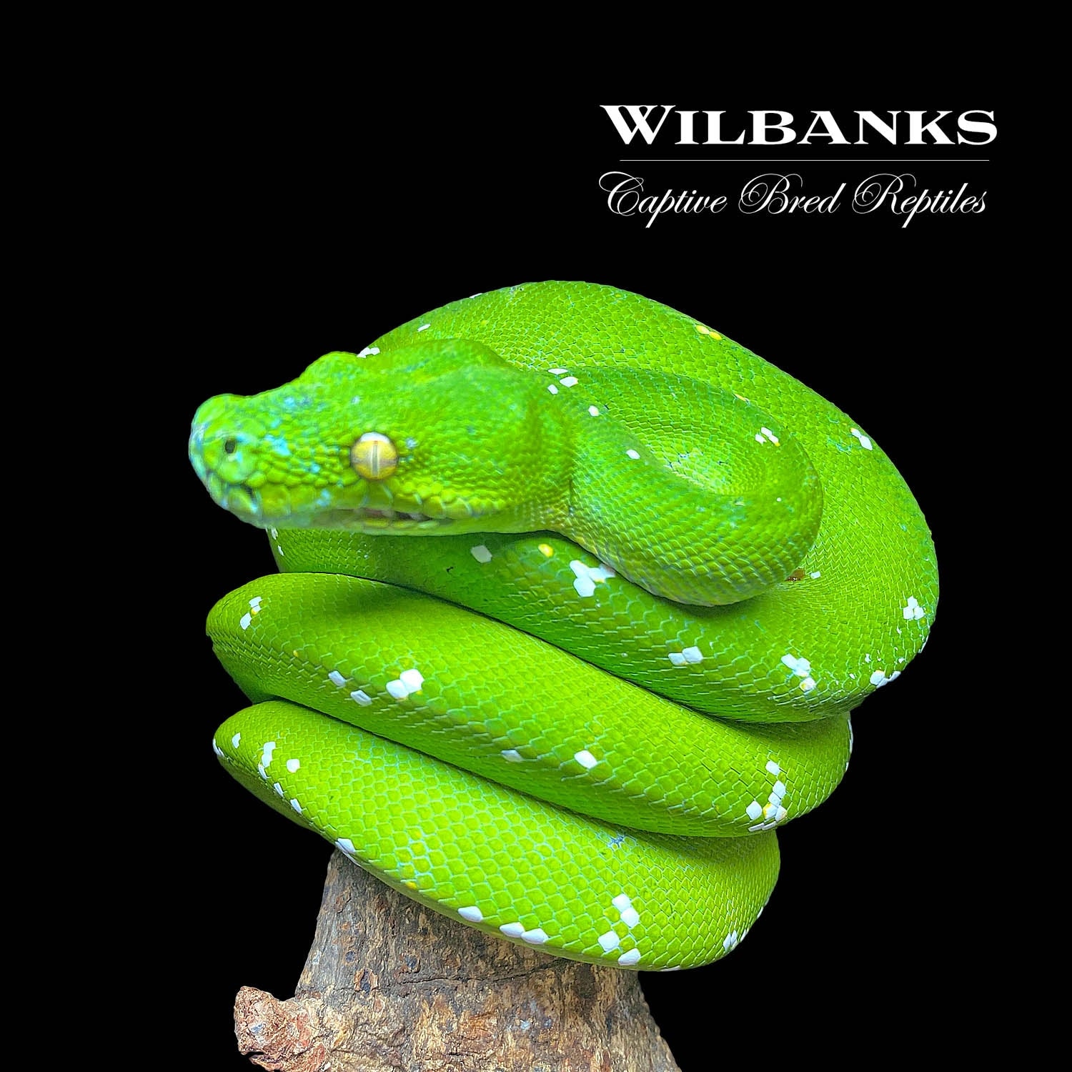 Aru Green Tree Python by Wilbanks Captive Bred Reptiles - MorphMarket