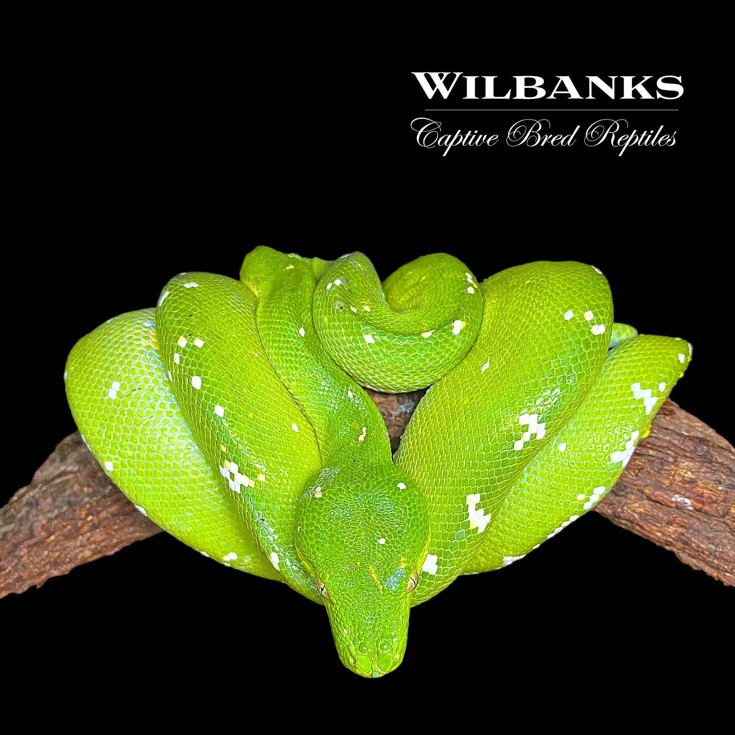 Aru Green Tree Python by Wilbanks Captive Bred Reptiles - MorphMarket