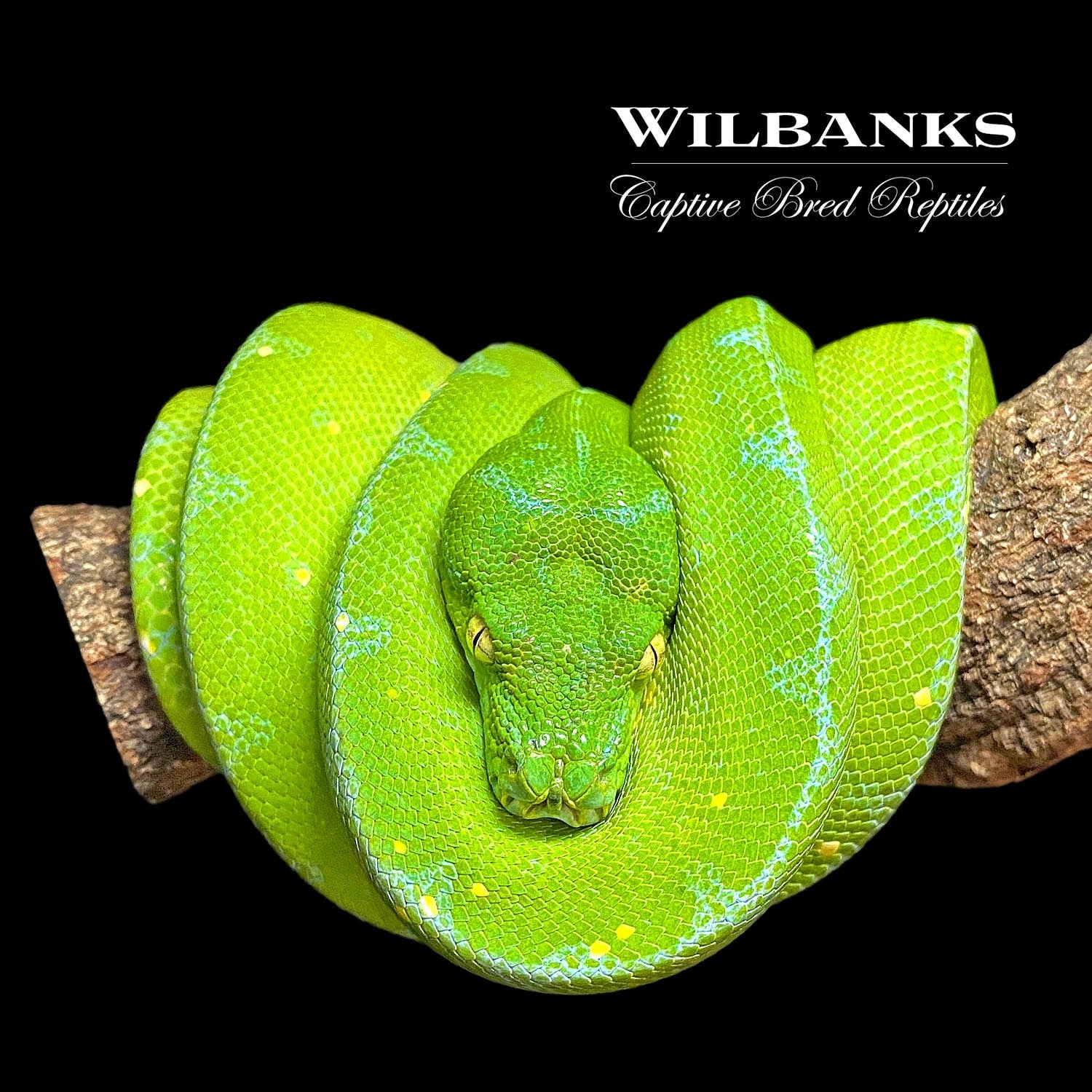 Jayapura Green Tree Python by Wilbanks Captive Bred Reptiles - MorphMarket