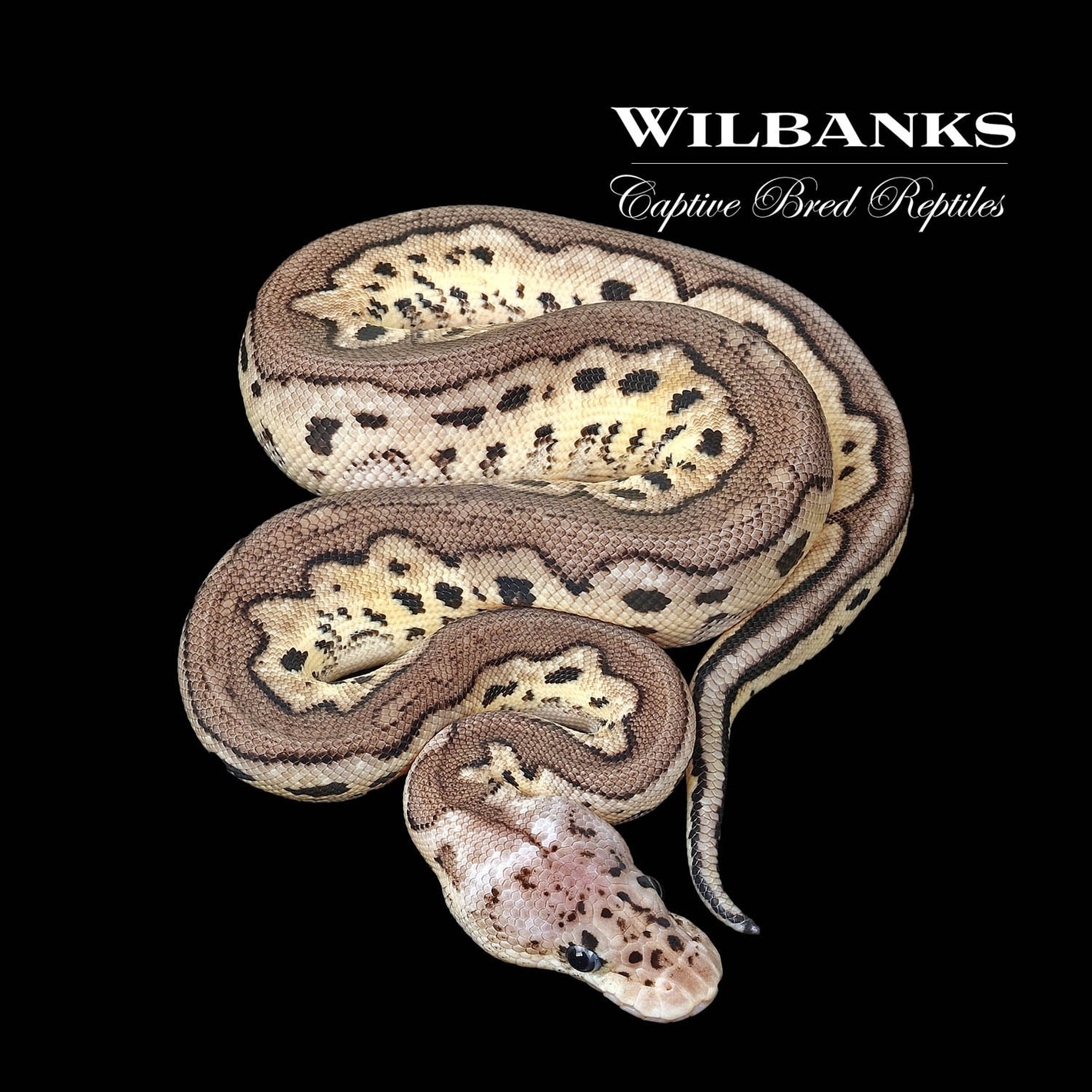 Pewter Clown Ball Python Ball Pythons by Wilbanks Captive