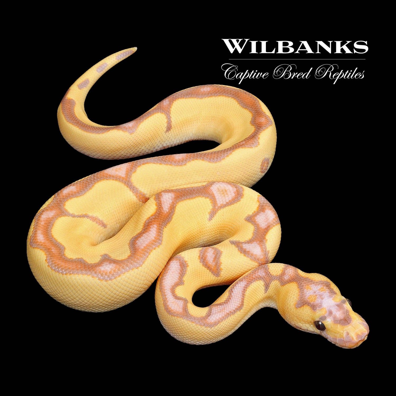 Banana Enchi Clown Ball Python by Wilbanks Captive Bred Reptiles
