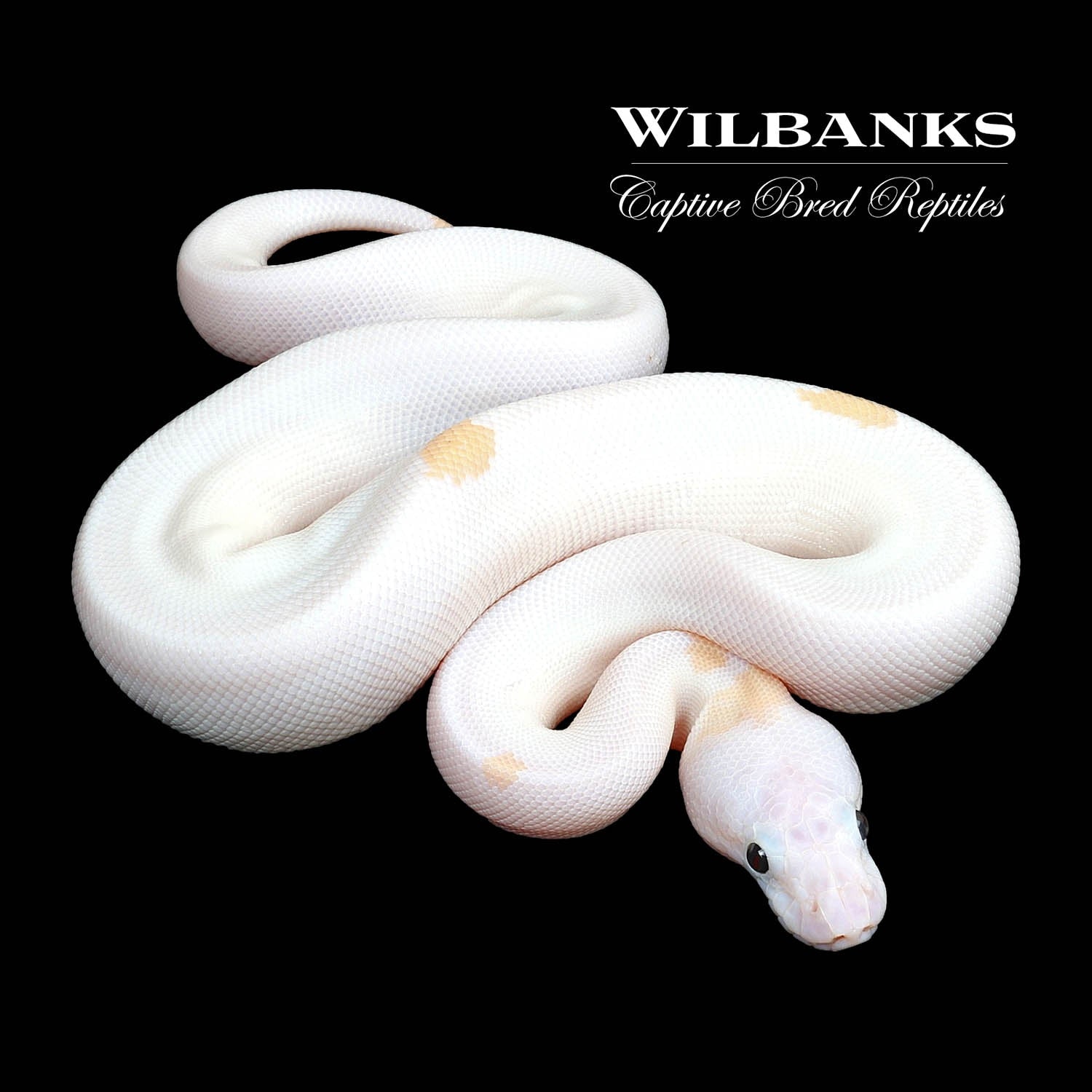 Super Fire Ball Python by Wilbanks Captive Bred Reptiles MorphMarket