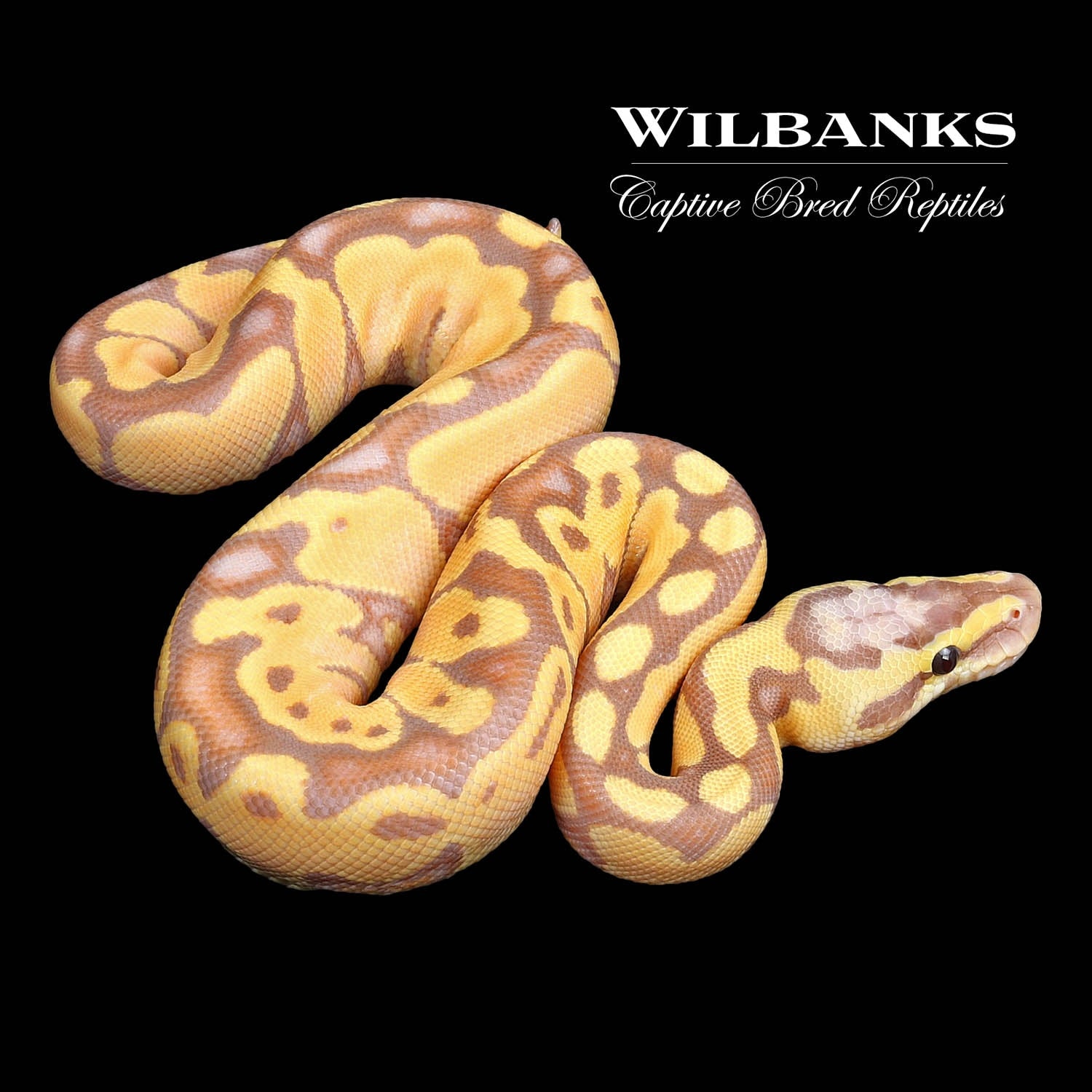 Banana Super Pastel Enchi 100% Het. Clown Ball Python by Wilbanks ...
