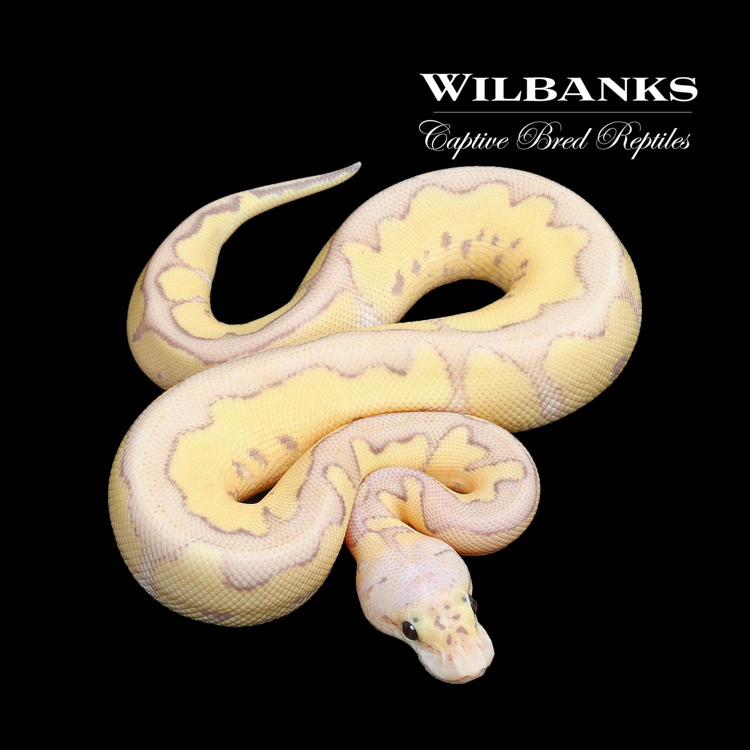 Banana Killer Clown Ball Python by Wilbanks Captive Bred Reptiles
