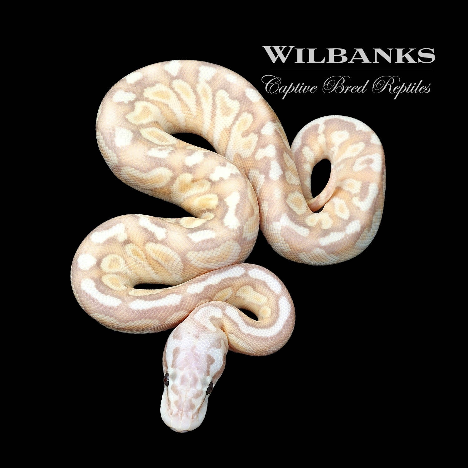 Banana Nuclear Yellow Belly Spotnose Ball Python by Wilbanks Captive ...