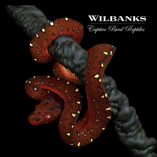 USCBB Cyclops Mountain Green Tree Python by Wilbanks Captive Bred Reptiles