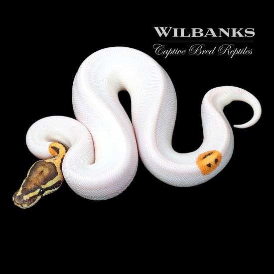 Fire Pied (Smiley Face) Ball Python by Wilbanks Captive Bred Reptiles