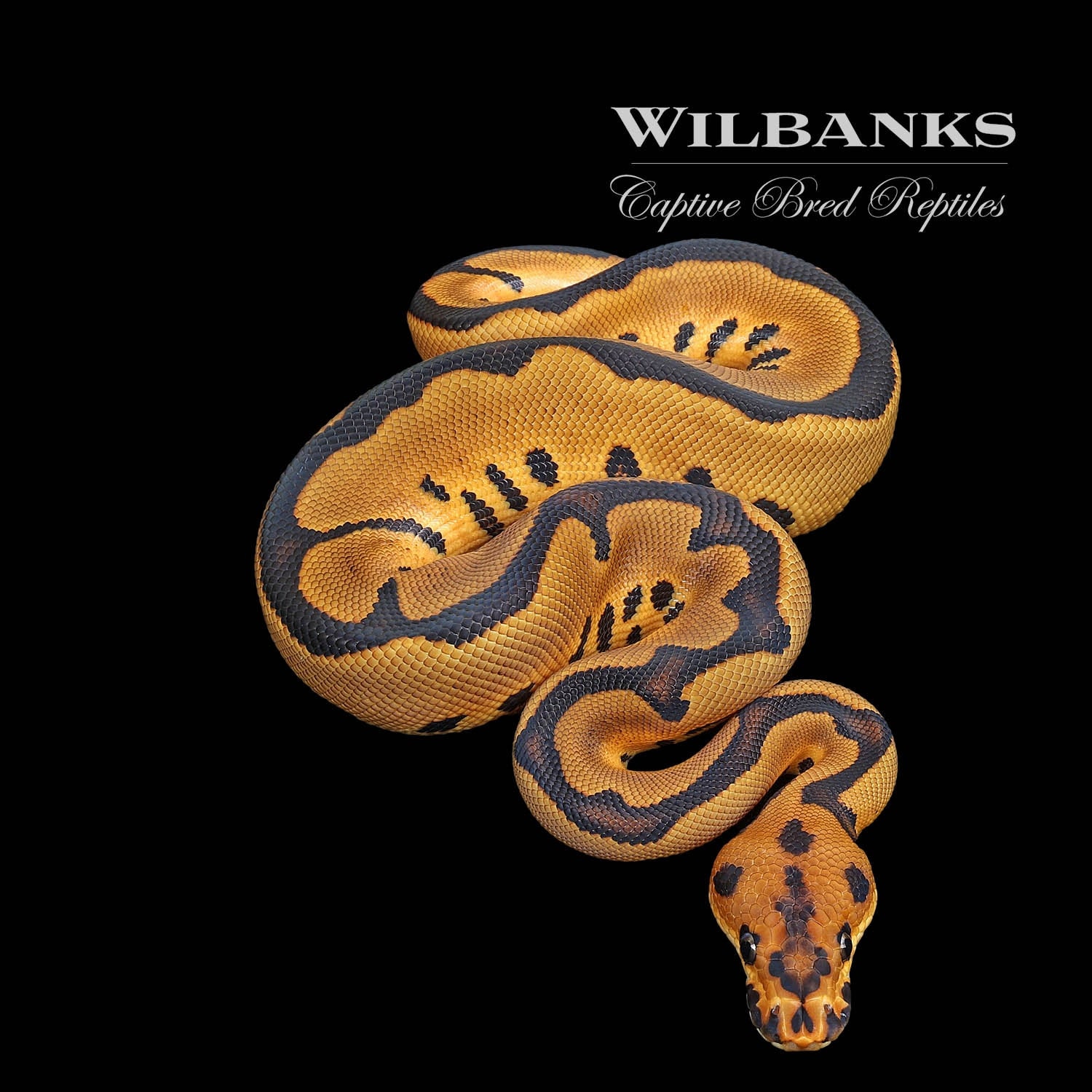 Leopard Yellow Belly Clown Ball Python by Wilbanks Captive Bred ...