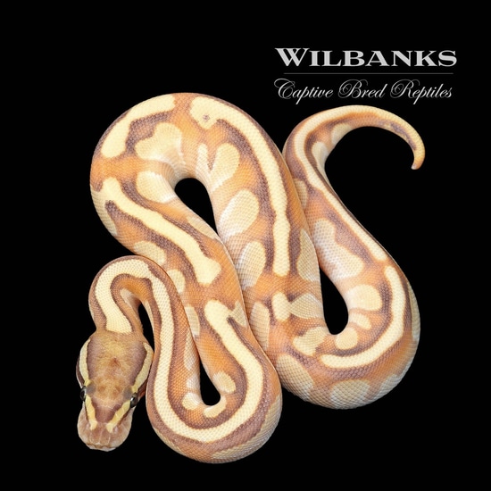 Nucular Ball Python Nuclear Enchi Ball Python by Wilbanks Captive Bred Reptiles