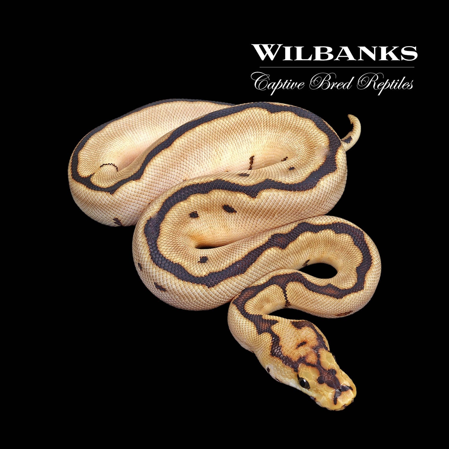 Spider Clown Ball Python by Wilbanks Captive Bred Reptiles - MorphMarket