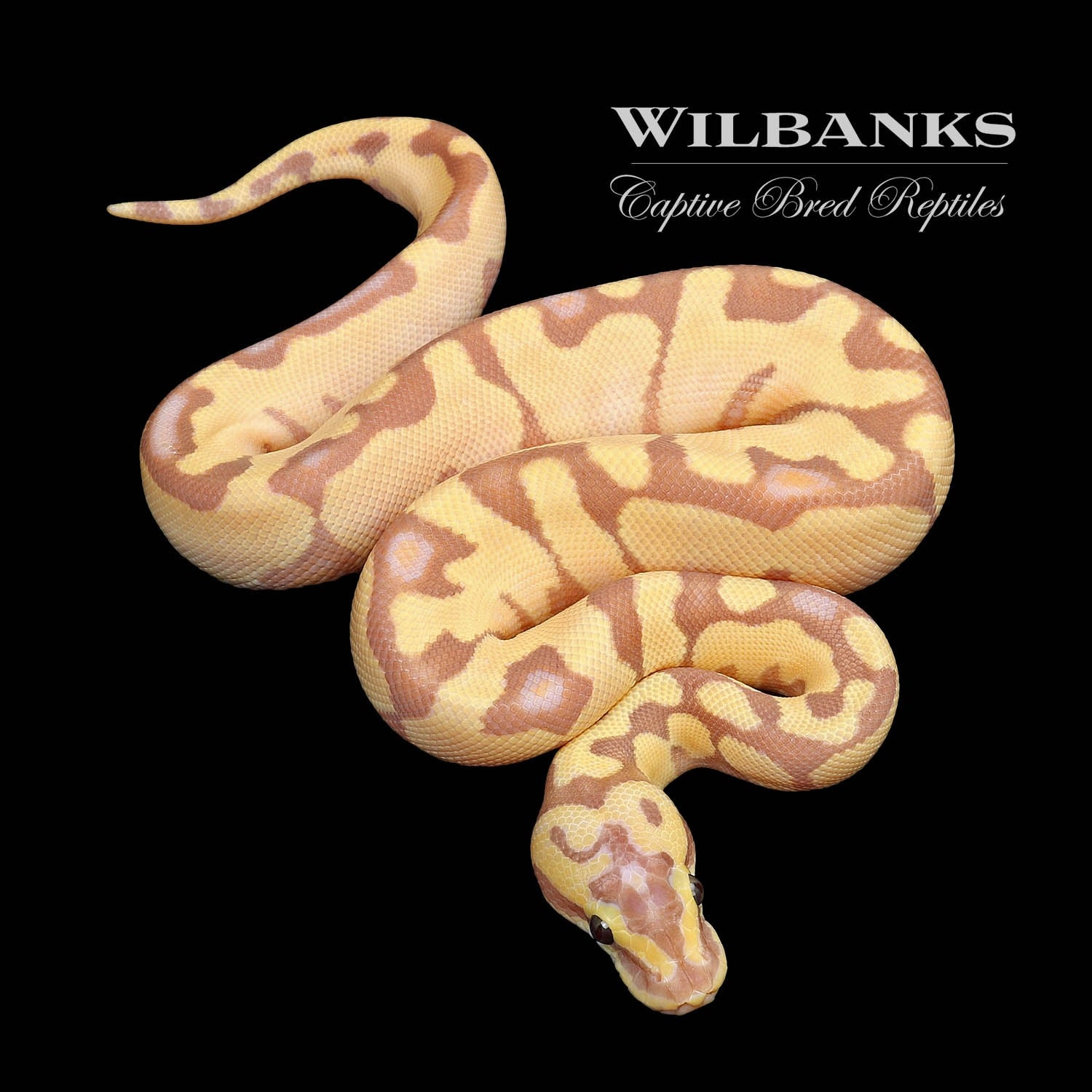 Banana Pastel Super Enchi Spotnose Ball Python by Wilbanks Captive Bred