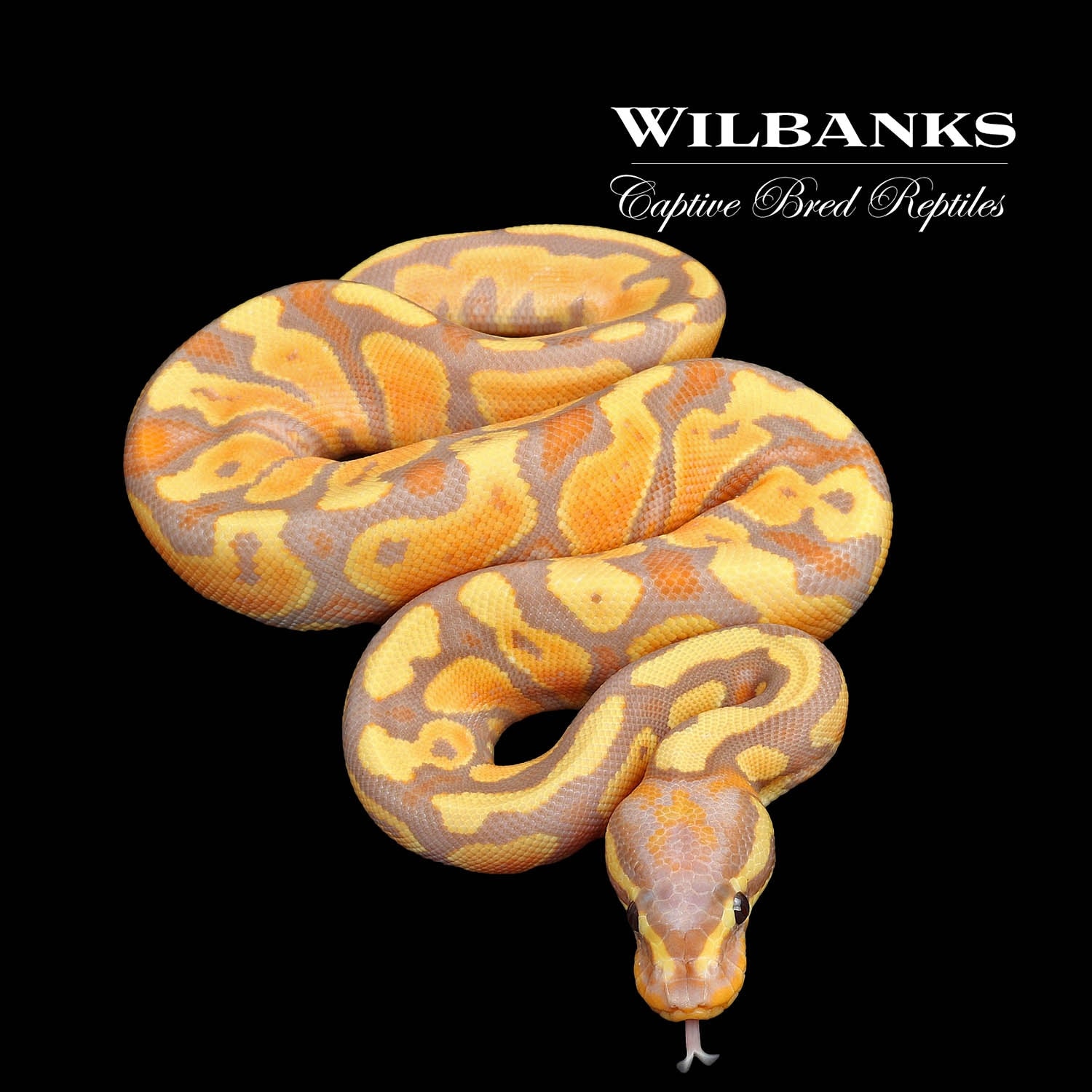 Banana Yellow Belly Ball Python by Wilbanks Captive Bred Reptiles