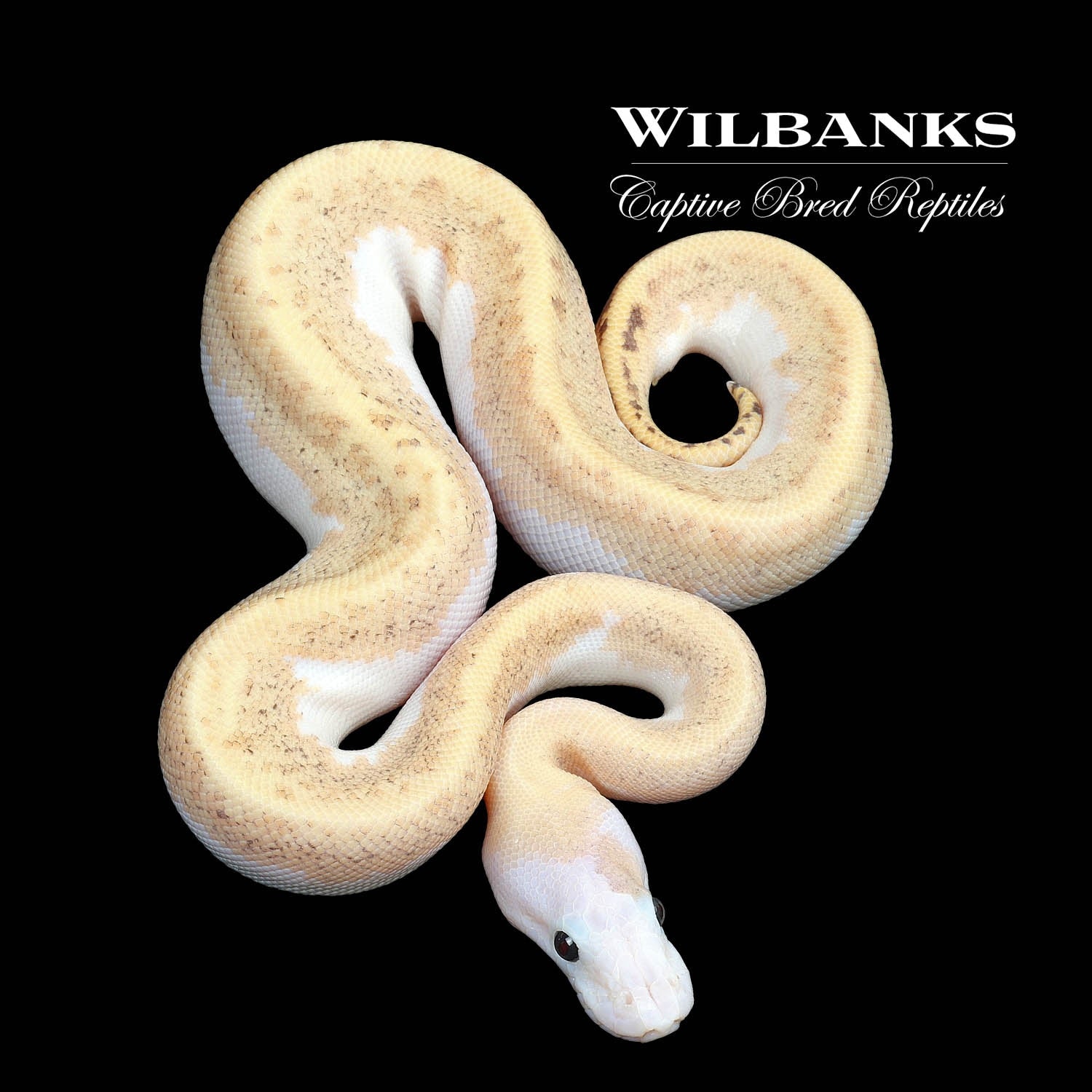Super Fire Paradox Ball Python by Wilbanks Captive Bred Reptiles ...