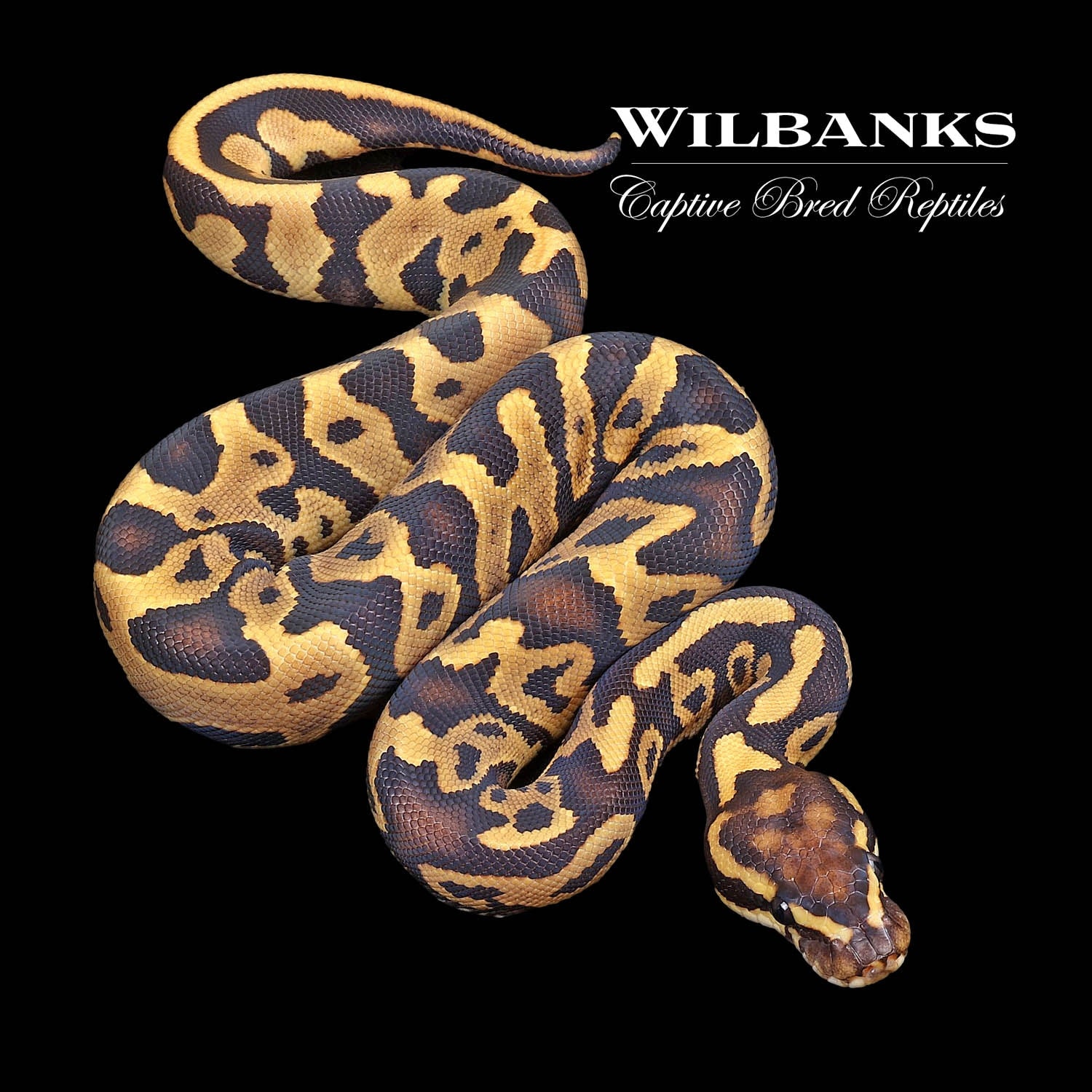 Fire Leopard Ball Python by Wilbanks Captive Bred Reptiles - MorphMarket
