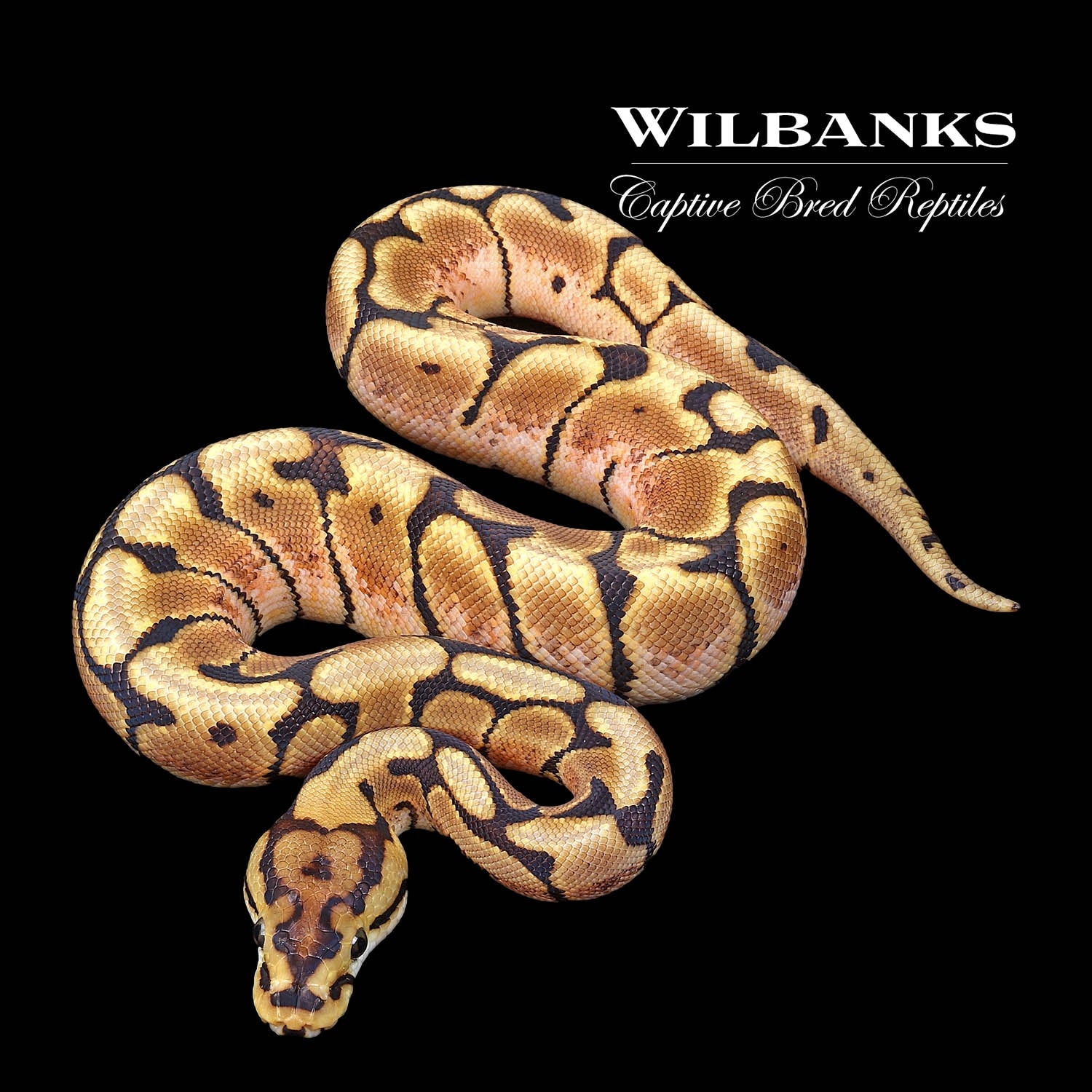 Spider Ball Python by Wilbanks Captive Bred Reptiles MorphMarket