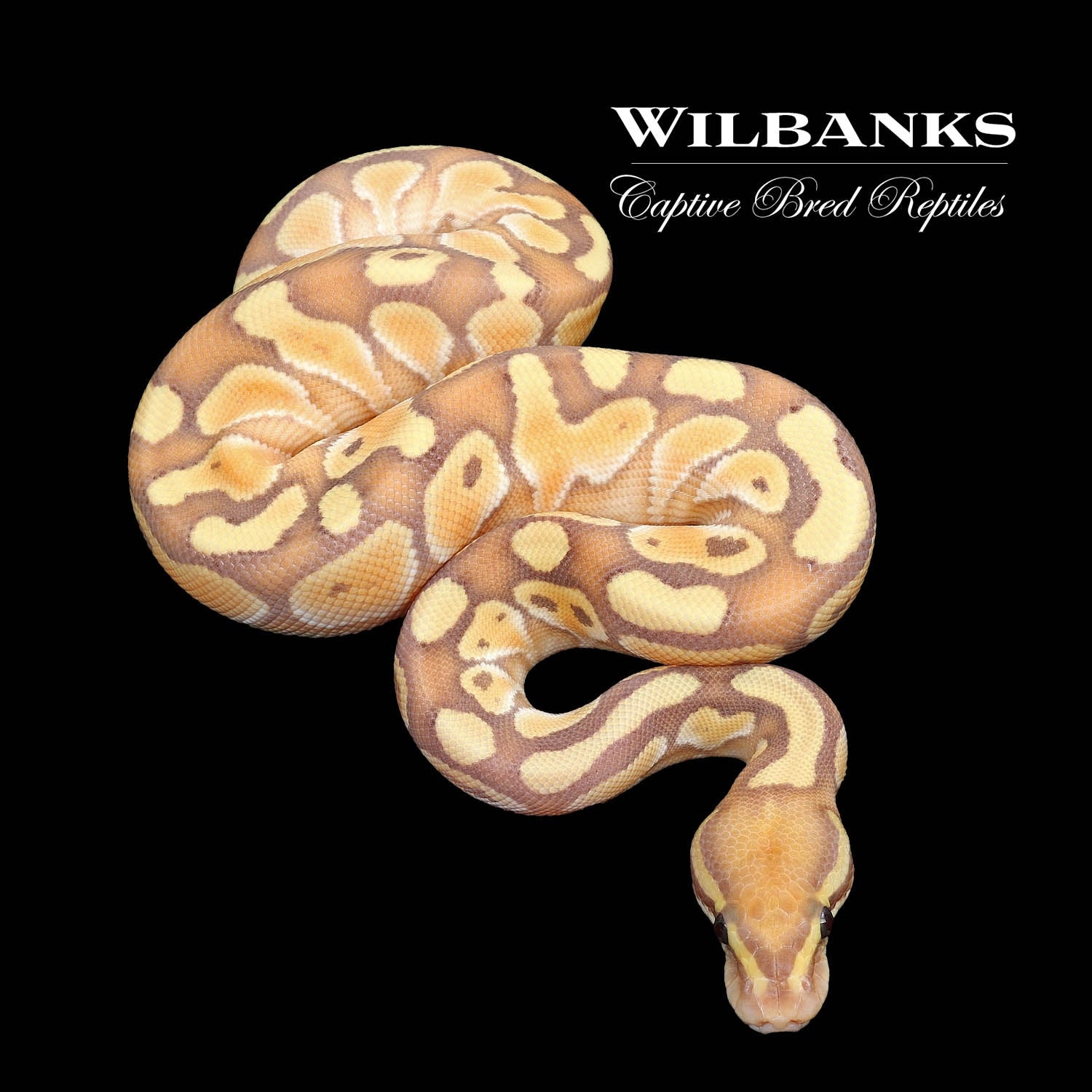 Banana Butter Ball Python by Wilbanks Captive Bred Reptiles MorphMarket