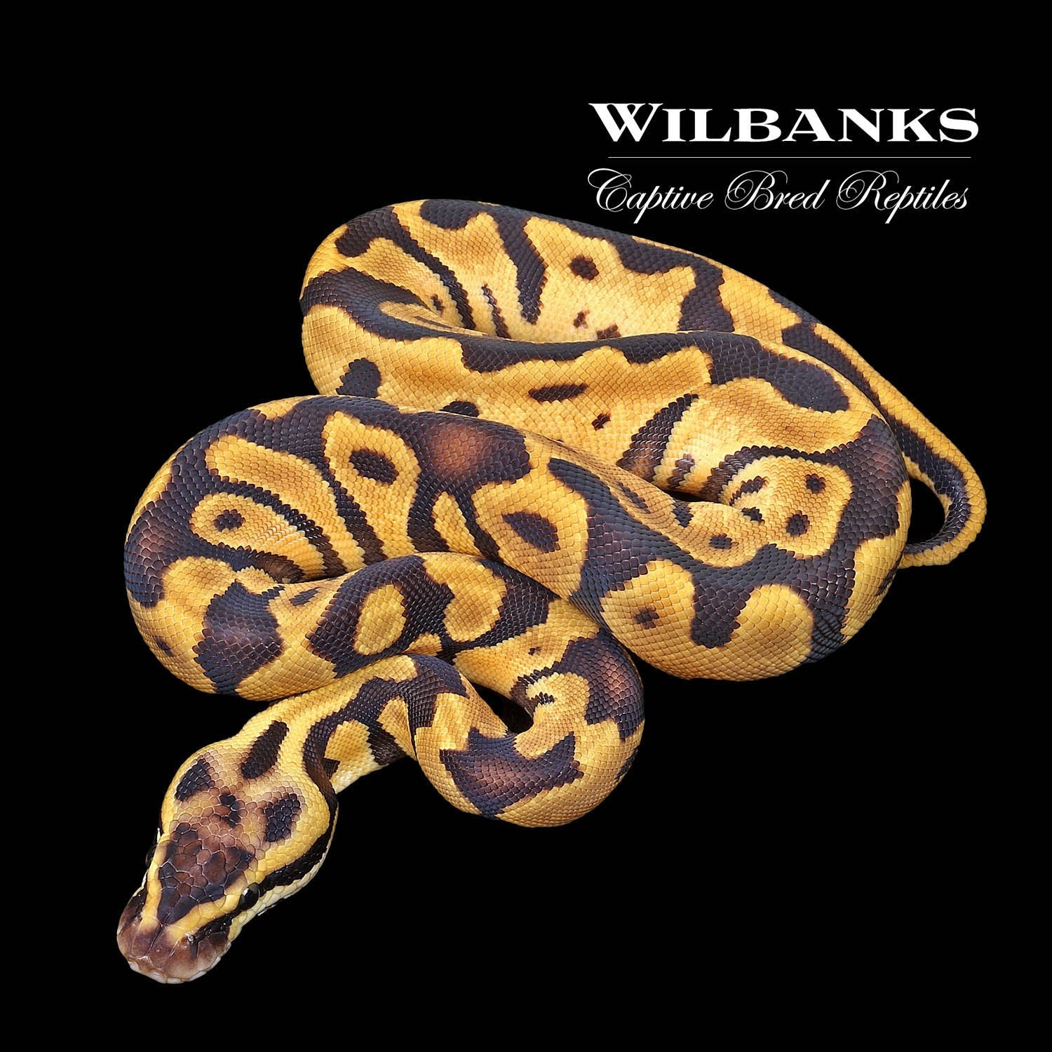 Pastel Enchi Leopard Ball Python by Wilbanks Captive Bred Reptiles