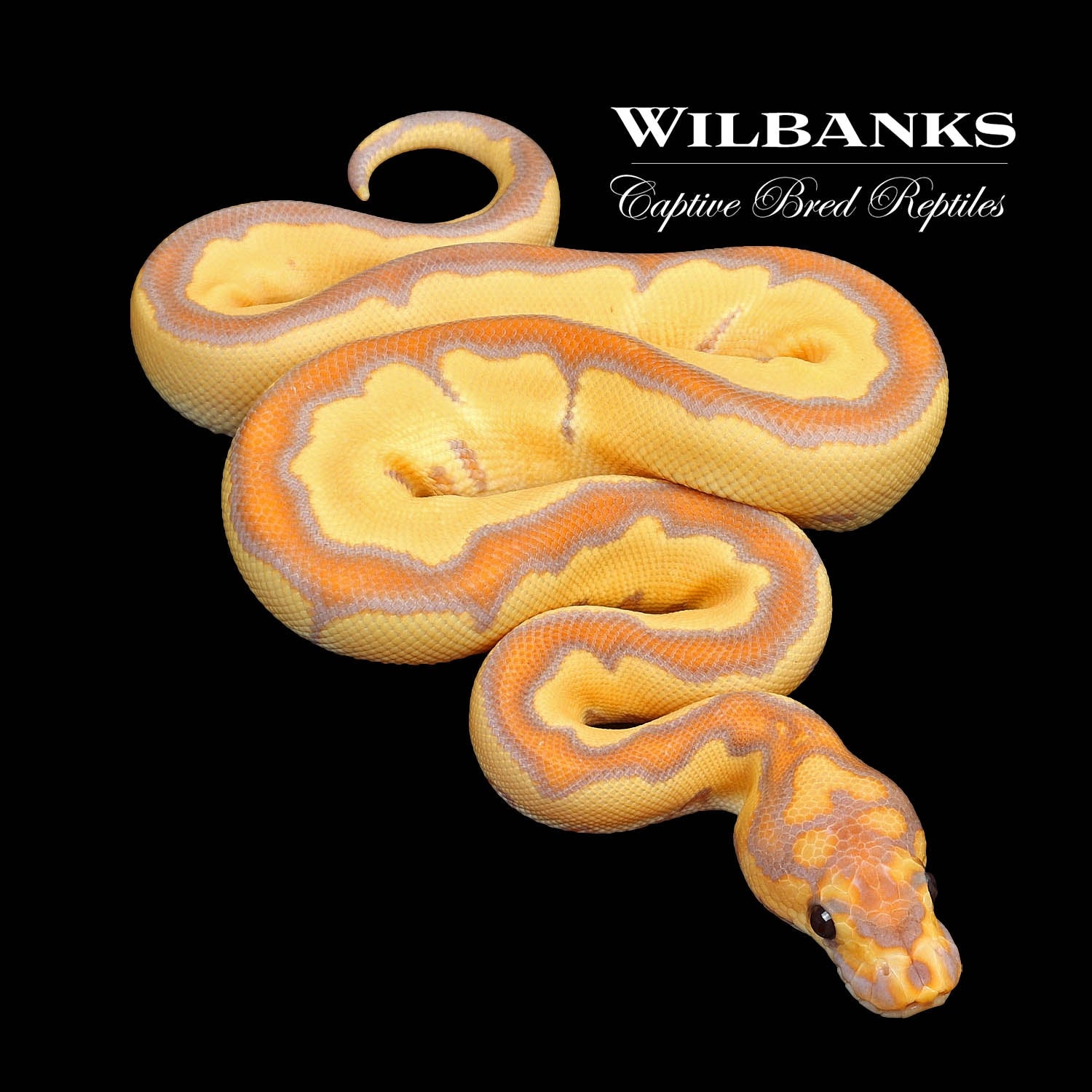 Banana Blade Clown Ball Python by Wilbanks Captive Bred Reptiles