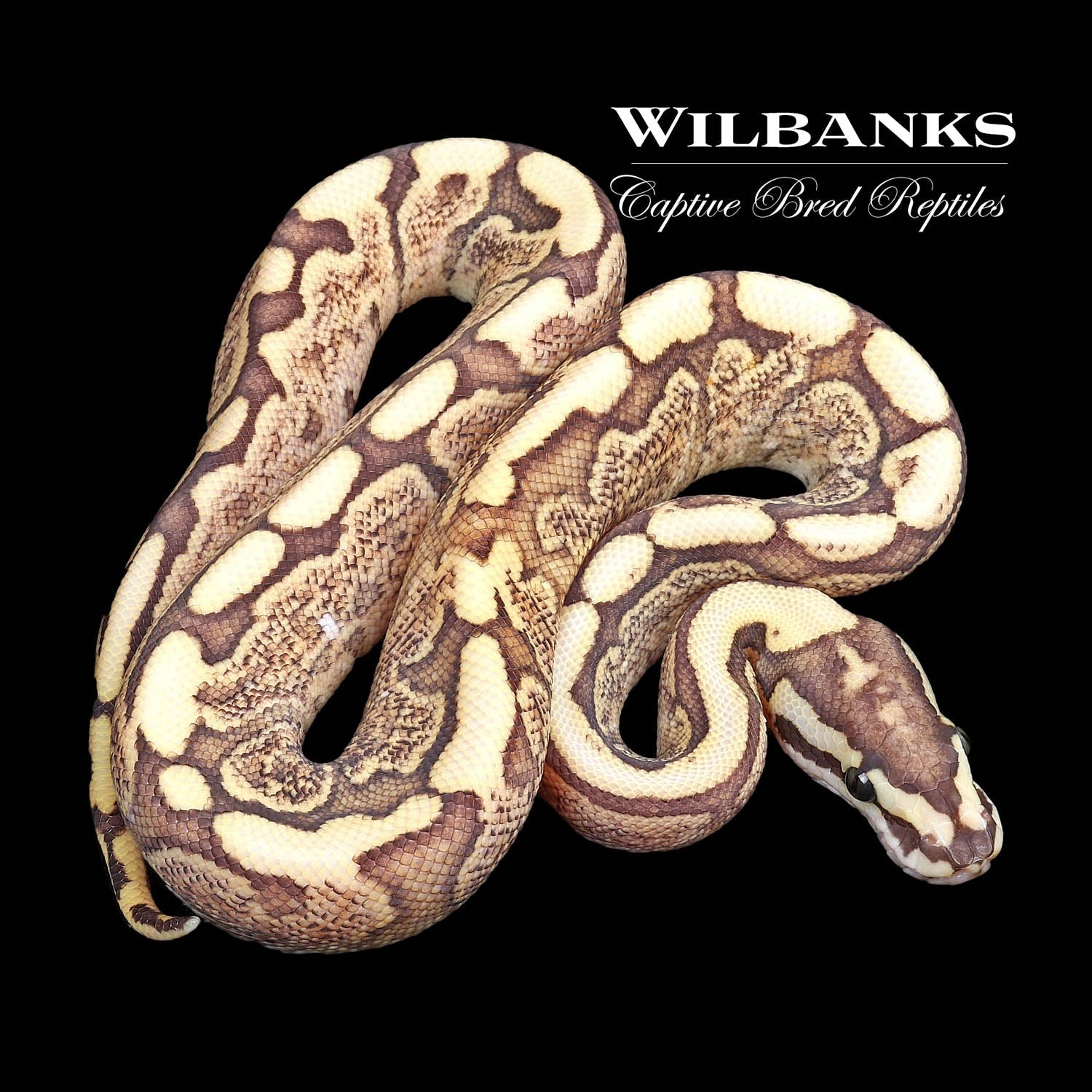 Mojave GHI Fire Spider Ball Python by Wilbanks Captive Bred Reptiles ...