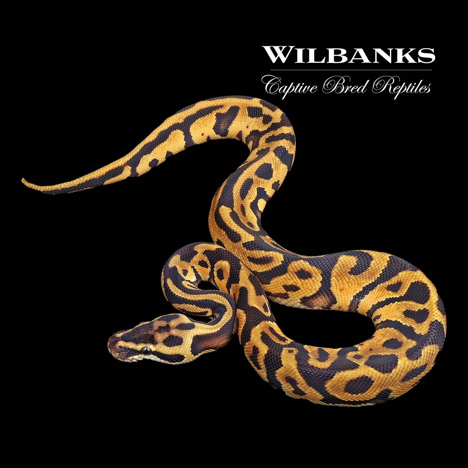 Pastel Enchi Leopard Ball Python by Wilbanks Captive Bred Reptiles