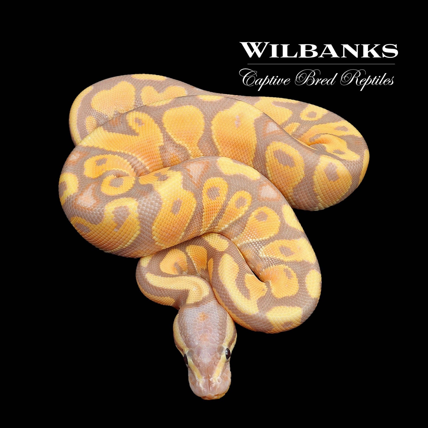 Banana Orange Dream Specter Ball Python by Wilbanks Captive Bred
