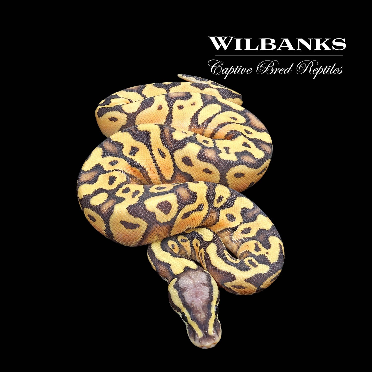 Pastel Enchi Ghost Ball Python by Wilbanks Captive Bred Reptiles