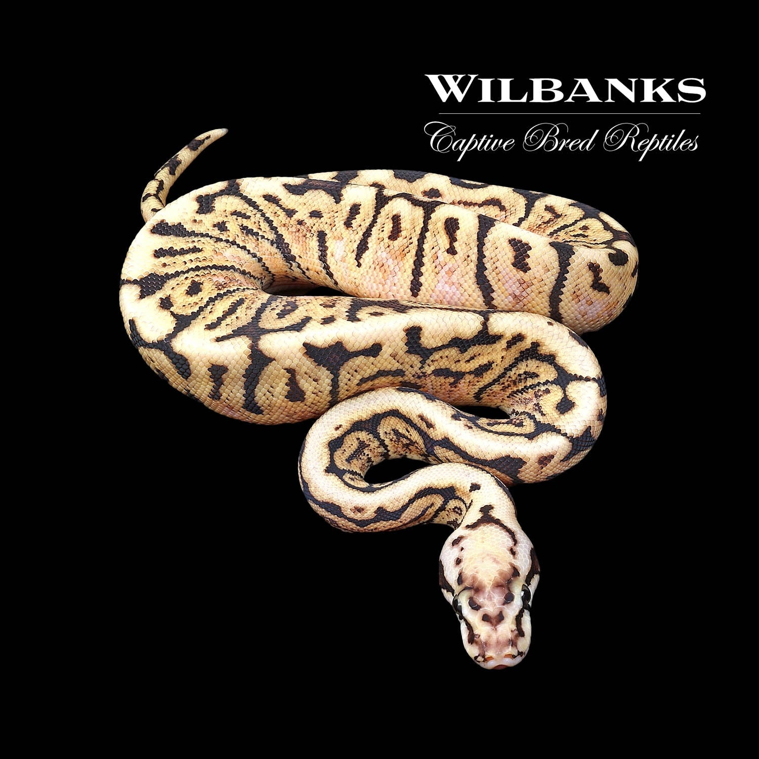 GHI Bee Ball Python by Wilbanks Captive Bred Reptiles MorphMarket