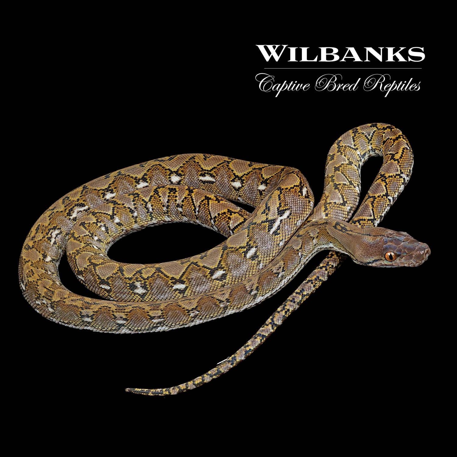 Venomous Truth: What Reticulated Pythons Really Hide - wlh0flv