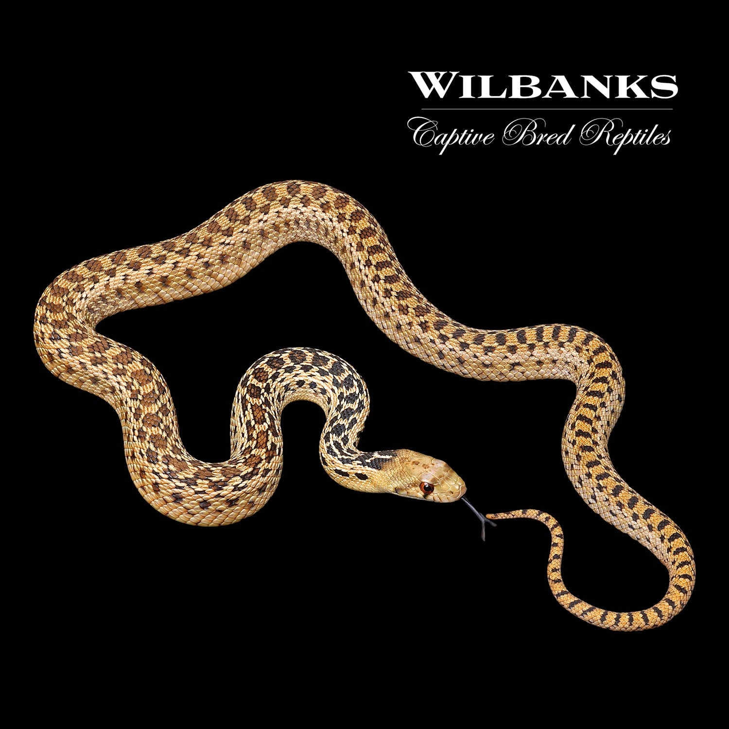 100 Het. Applegate Albino San Diego Gopher Snake by Wilbanks