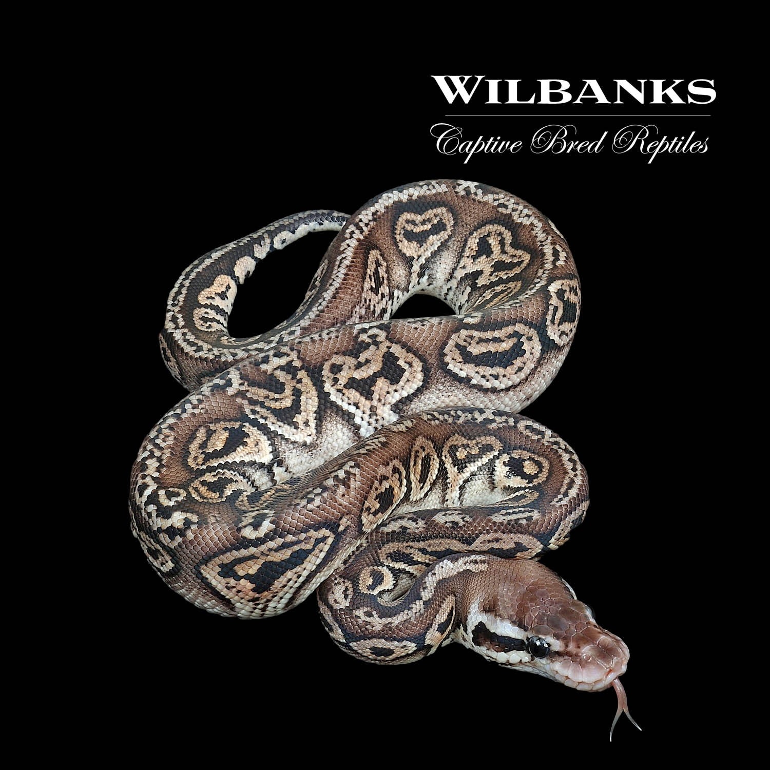 Black Pewter Granite Ball Python by Wilbanks Captive Bred Reptiles ...