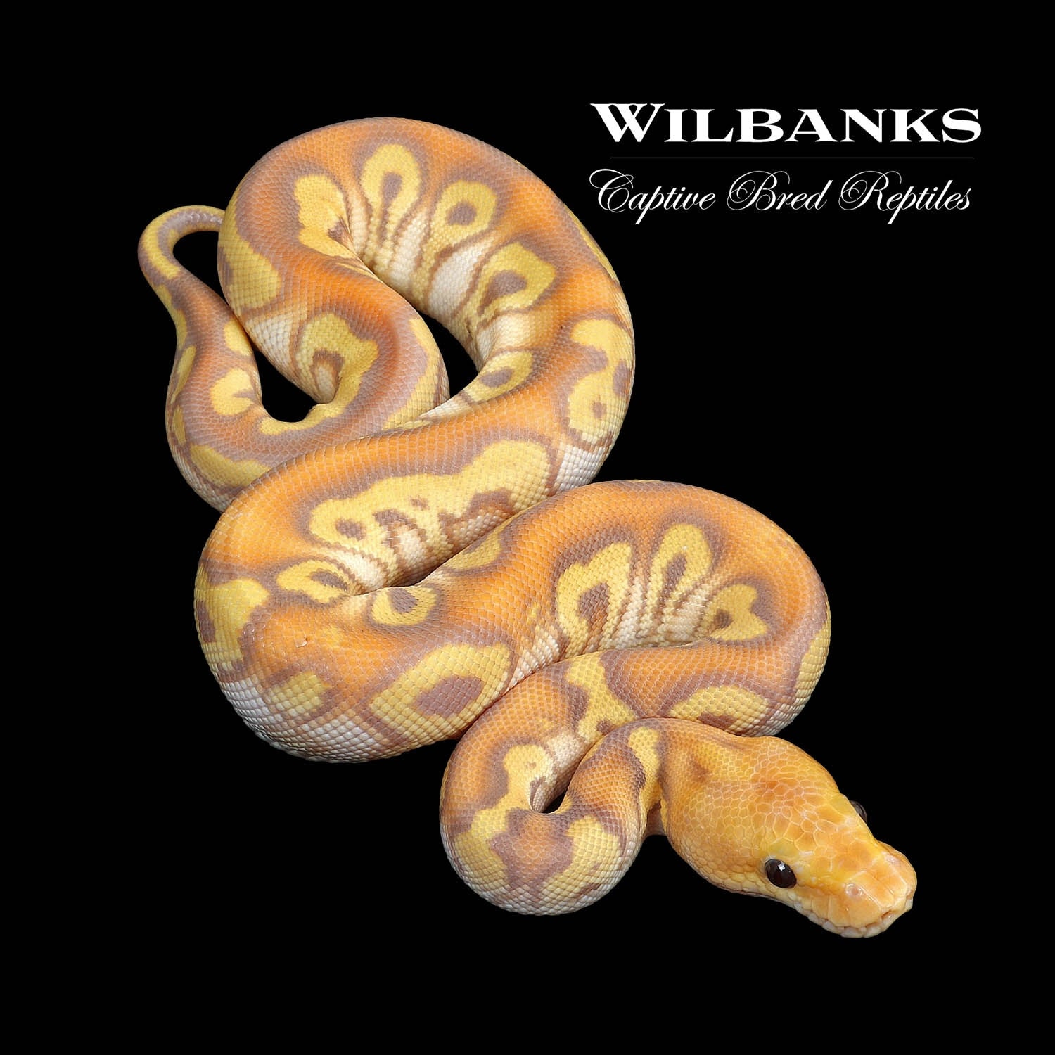 Banana Mojave Yellow Belly Clown Ball Python Ball Pythons by