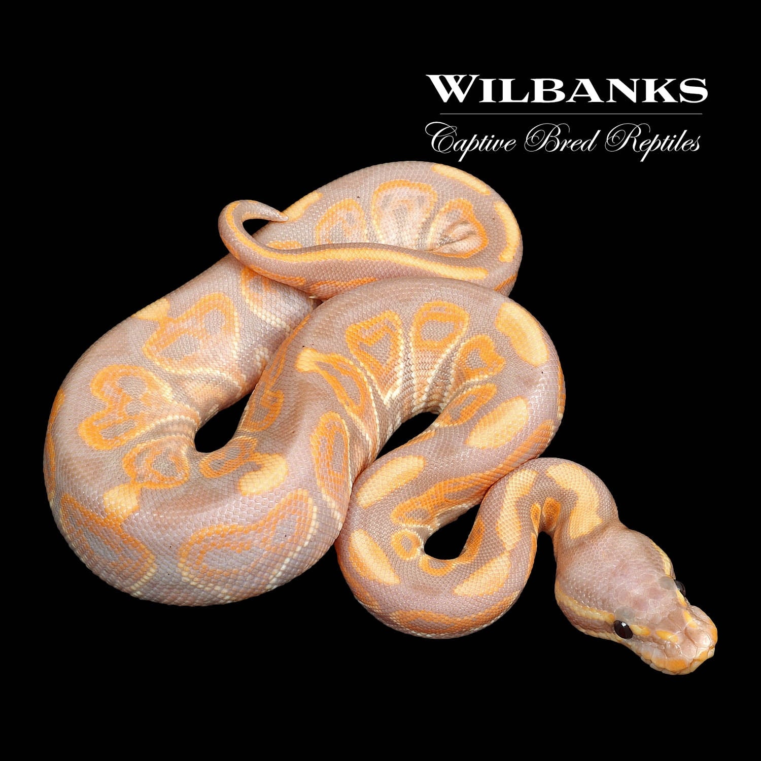 Banana Black Pastel Ball Python by Wilbanks Captive Bred Reptiles ...